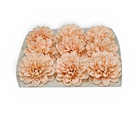 Peach Bloom Dahlia (20 pcs)