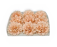 Peach Bloom Dahlia (20 pcs)