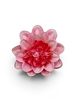 Cotton Candy Dahlia (20 pcs)
