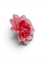 Cotton Candy Dahlia (20 pcs)