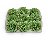 Sage Meadow Dahlia (20 pcs)