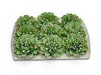 Sage Meadow Dahlia (20 pcs)