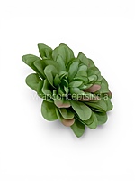 Sage Meadow Dahlia (20 pcs)