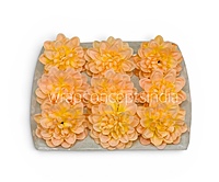 Golden Peach Dahlia (20 pcs)