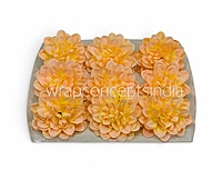 Golden Peach Dahlia (20 pcs)