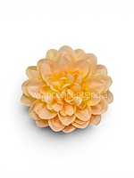 Golden Peach Dahlia (20 pcs)