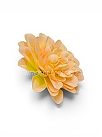 Golden Peach Dahlia (20 pcs)