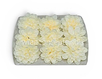Vanilla Cream Dahlia (20 pcs)