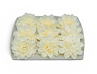 Vanilla Cream Dahlia (20 pcs)