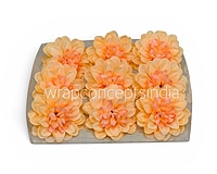 Buttercream Peach Dahlia (20 pcs)