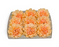 Buttercream Peach Dahlia (20 pcs)