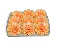 Buttercream Peach Dahlia (20 pcs)