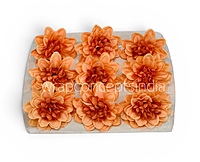 Burnt Peach Dahlia (20 pcs)