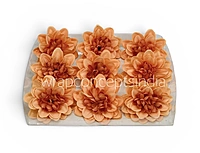 Burnt Peach Dahlia (20 pcs)