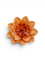 Burnt Peach Dahlia (20 pcs)