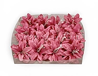 Raspberry Pink Lily