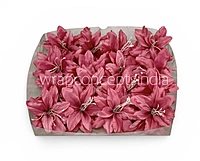 Raspberry Pink Lily