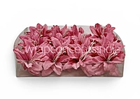 Raspberry Pink Lily