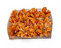 Maple Ember Lily