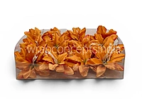 Maple Ember Lily