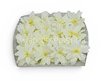 Ivory Mist Lily