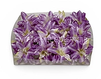 Lilac Cream Lily