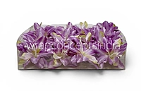 Lilac Cream Lily