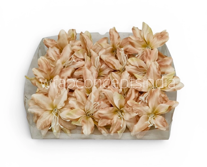 Soft Champagne Lily