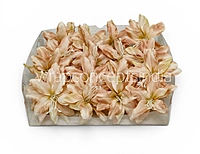 Soft Champagne Lily