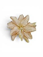 Soft Champagne Lily