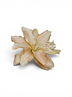 Soft Champagne Lily