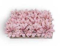 Powder Pink Dahlia