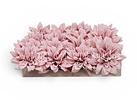 Powder Pink Dahlia