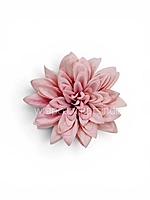 Powder Pink Dahlia