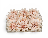 Soft Almond Dahlia