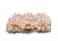Soft Almond Dahlia