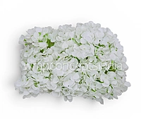 Snow White Hydrangeas