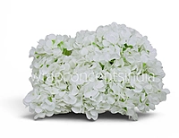 Snow White Hydrangeas
