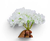 Snow White Hydrangeas