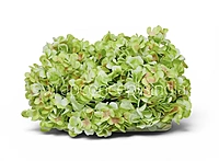 Lime Shaded  Hydrangeas