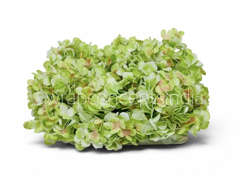 Lime Shaded  Hydrangeas