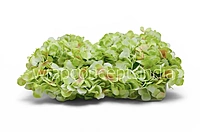 Lime Shaded  Hydrangeas
