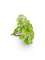 Lime Shaded  Hydrangeas