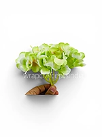 Lime Shaded  Hydrangeas