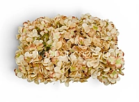 Cream Magenta  Hydrangeas