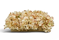 Cream Magenta  Hydrangeas