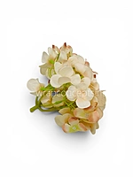 Cream Magenta  Hydrangeas