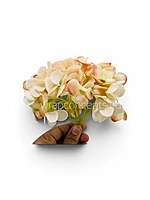Cream Magenta  Hydrangeas