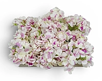 White Pink Shaded  Hydrangeas