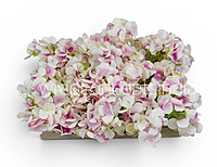 White Pink Shaded  Hydrangeas